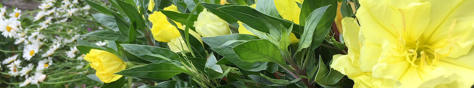 Professional landscaping services in Madison, Wisconsin